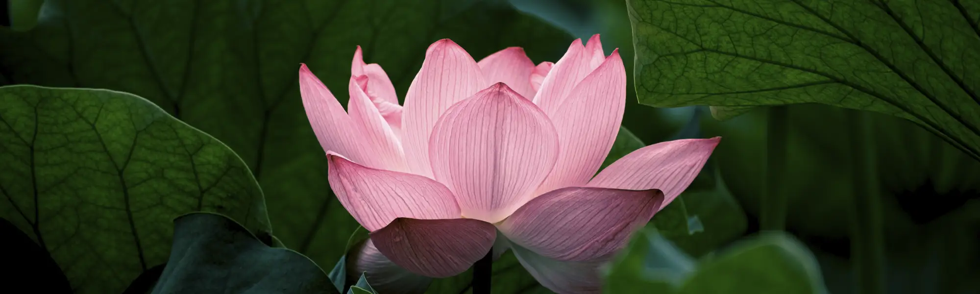 Faszientherapie - Healing Humans